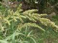 Echinochloa crus-galli